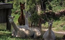 Avalon River Retreat - VIC Tourism 6