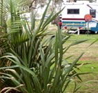 Buronga Riverside Caravan Park - VIC Tourism