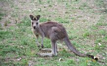 Burrinjuck Waters Holiday Park Accommodation - VIC Tourism 1