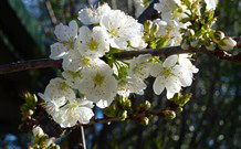 Coolah Caravan Park - VIC Tourism 0