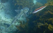 Honeymoon Bay - VIC Tourism 0