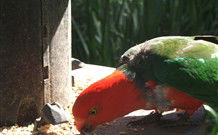 Jervis Bay Cabins And Hidden Creek Real Camping - VIC Tourism 3