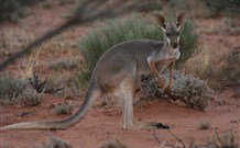 Pimpara Lake Stationstay - VIC Tourism 1