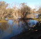 Warrawong on the Darling