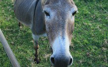Alstonville Country Cottages - VIC Tourism 3