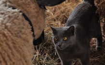 Mesopotamia Lodge Deer Park Accommodation - VIC Tourism 6