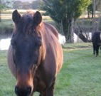 Reynella Kosciusko Rides Accommodation - VIC Tourism