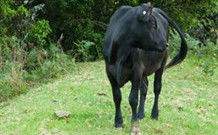 Yarralong BnB And Farm Stay - VIC Tourism 1