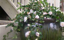 Amore Boutique Bed And Breakfast - VIC Tourism 2