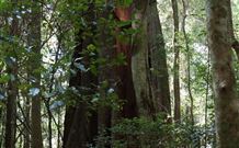 Cougal Park Bed And Breakfast - VIC Tourism 5