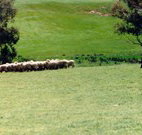 Gooromon Park Cottages - VIC Tourism