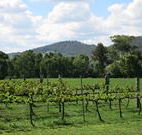 Jessica's Guest House and Vineyard - VIC Tourism