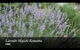 Lavender Majestic - thumb 0
