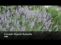 Lavender Majestic - VIC Tourism 0