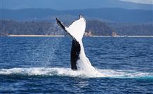 Snug Cove Bed And Breakfast - VIC Tourism 0