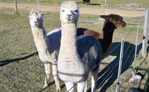Sunrise Bed And Breakfast - VIC Tourism 4