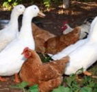 Walls Court Bed and Breakfast - VIC Tourism