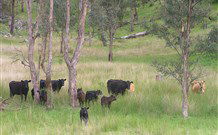 Yarralong BnB And Farm Stay - VIC Tourism 2