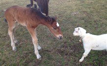 Yarralong BnB And Farm Stay - VIC Tourism 5