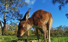 Mount Seaview Resort - VIC Tourism 4