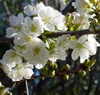 Cora's Gypsum Cottage - VIC Tourism