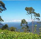 Emaroo Cottage on Argent Street - VIC Tourism