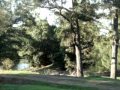 Rustic Caravan Park - VIC Tourism 0