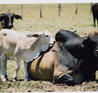 Henderson Park Farm Retreat - VIC Tourism