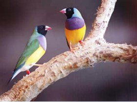 Jabiru Safari Lodge At Mareeba Wetlands - VIC Tourism 1