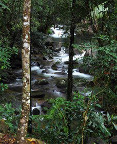 Daintree Secrets Waterfall Sanctuary - VIC Tourism 1
