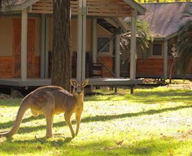 Carnarvon Gorge Wilderness Lodge - VIC Tourism 3