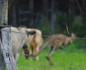 Noosa Avalon Farm Cottages - VIC Tourism 3