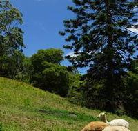 Wattle Gully Retreat - VIC Tourism