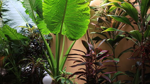 BEST WESTERN Lazy Lizard Motor Inn - VIC Tourism 2