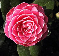 Cloverlea Gardens Bed and Breakfast - VIC Tourism
