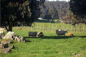 Ferndale Guest Cottage - VIC Tourism 0