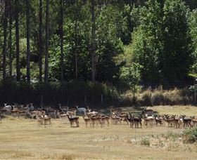 Springfield Deer Farm - VIC Tourism 1