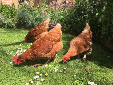 Aggies Bed And Breakfast - VIC Tourism 3