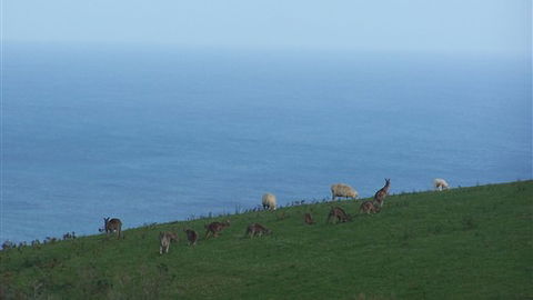 Clifton Beach Lodge - VIC Tourism 5