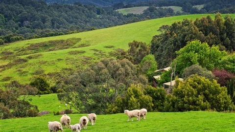 Johanna River Farm And Self Contained Cottages - VIC Tourism 1