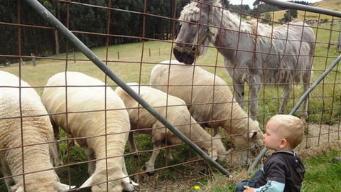 Johanna River Farm And Self Contained Cottages - VIC Tourism 3