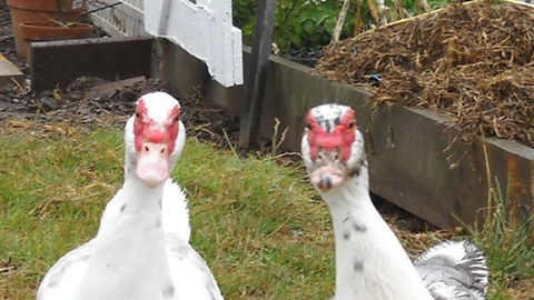 Johanna River Farm And Self Contained Cottages - VIC Tourism 5