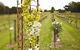 Glen Erin At Lancefield - thumb 8