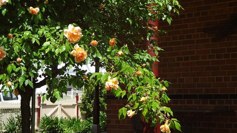 Carlyle House Rutherglen - VIC Tourism 5