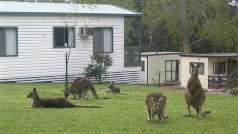 Halls Gap Caravan Park - VIC Tourism 0