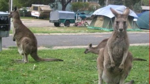 Halls Gap Caravan Park - VIC Tourism 4