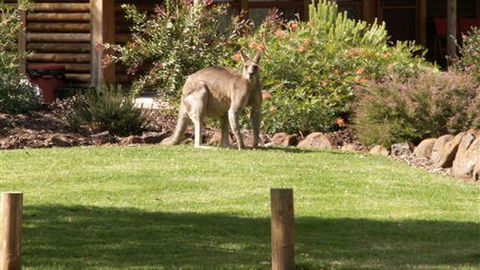 Southern Grampians Cottages - VIC Tourism 0