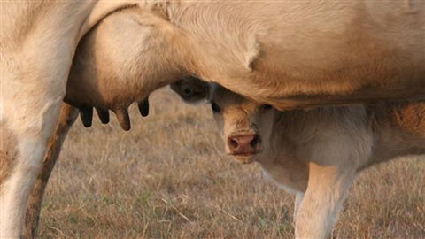 Cathedral Valley Farm - VIC Tourism 1