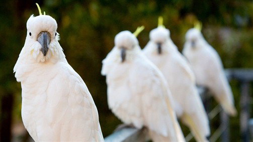 Aireys Inlet VIC VIC Tourism