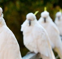 Aireys Inlet Getaway Resort - VIC Tourism